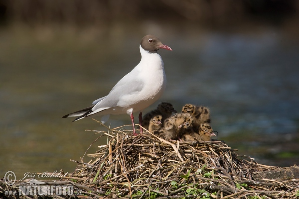 Black-headed Gull (Chroicocephalus ridibundus)