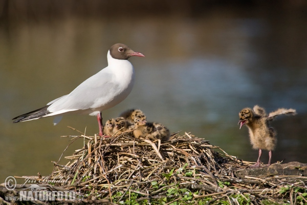 Black-headed Gull (Chroicocephalus ridibundus)