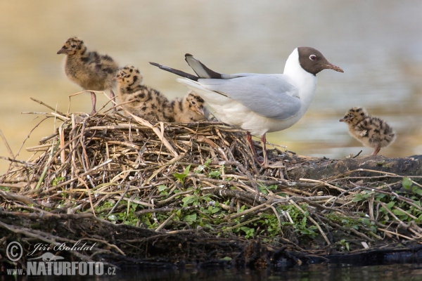 Black-headed Gull (Chroicocephalus ridibundus)