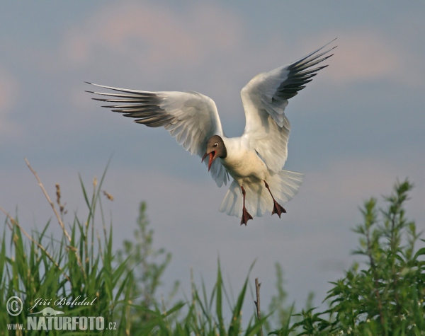 Black-headed Gull (Chroicocephalus ridibundus)