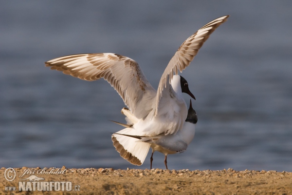 Black-headed Gull (Chroicocephalus ridibundus)