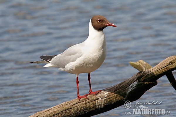 Black-headed Gull (Chroicocephalus ridibundus)