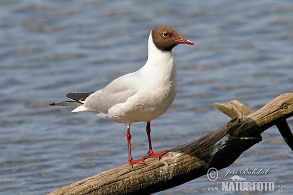 Black-headed Gull (Chroicocephalus ridibundus)