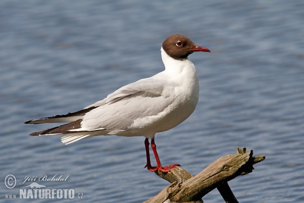 Black-headed Gull (Chroicocephalus ridibundus)