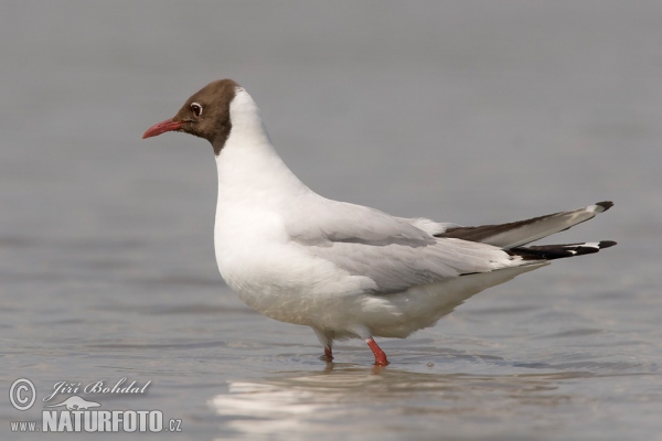 Black-headed Gull (Chroicocephalus ridibundus)