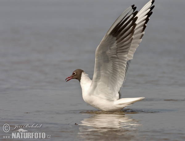 Black-headed Gull (Chroicocephalus ridibundus)