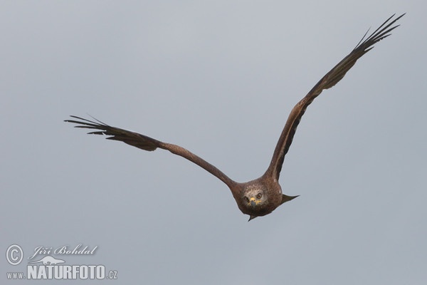 Black Kite (Milvus migrans)