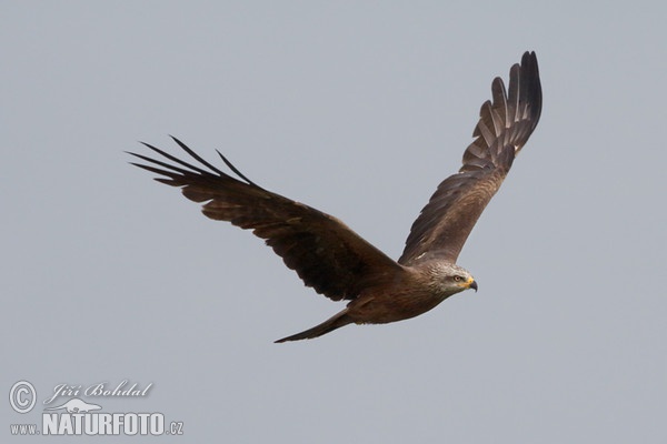 Black Kite (Milvus migrans)