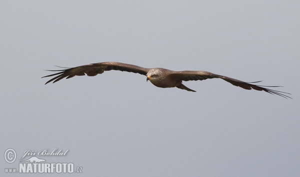 Black Kite (Milvus migrans)