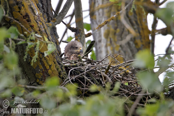 Black Kite (Milvus migrans)