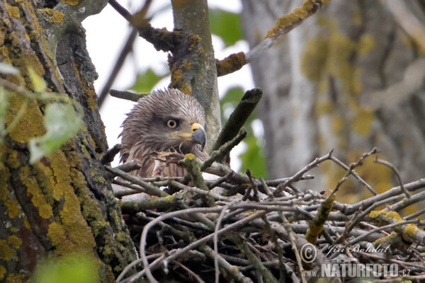 Black Kite (Milvus migrans)
