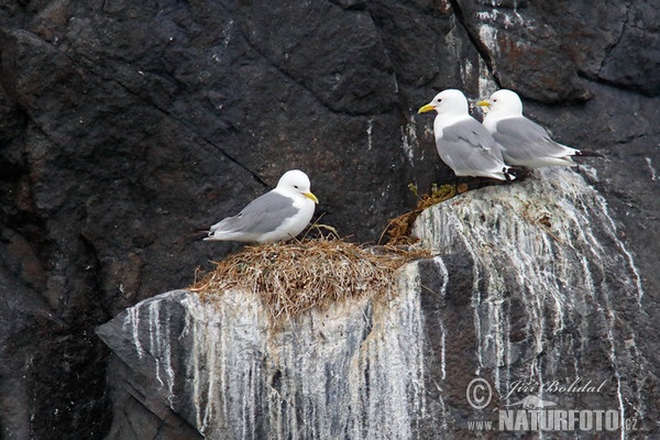 Black-legged Kitiwake (Rissa tridactyla)