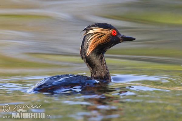 Black-necked Grebe (Podiceps nigricollis)