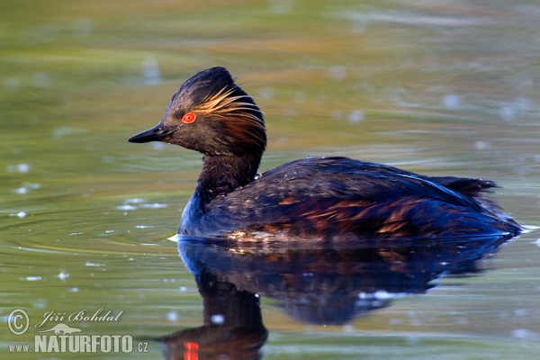 Black-necked Grebe (Podiceps nigricollis)