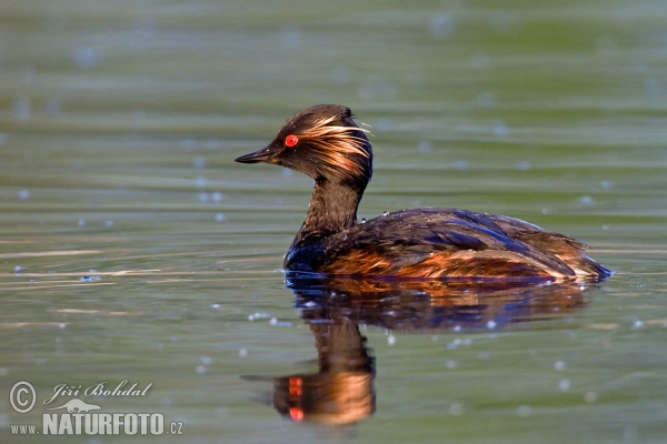 Black-necked Grebe (Podiceps nigricollis)