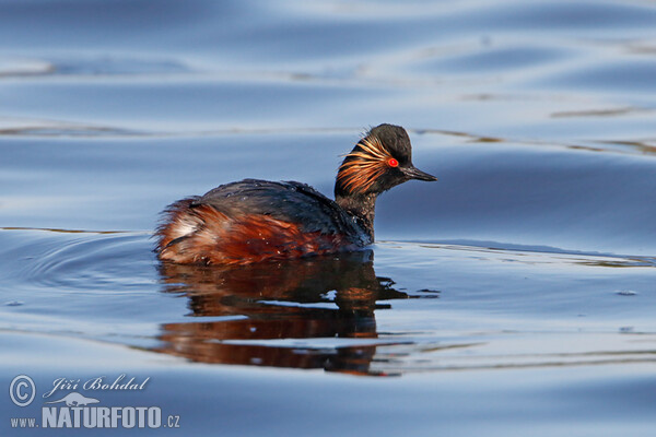 Black-necked Grebe (Podiceps nigricollis)