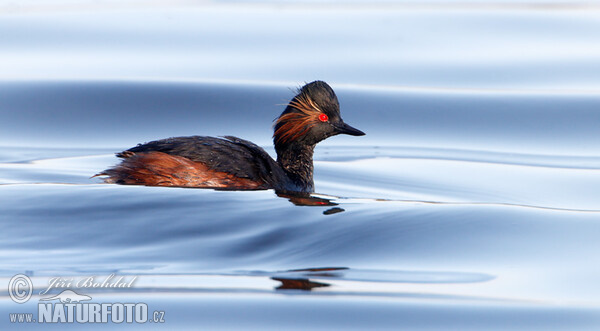 Black-necked Grebe (Podiceps nigricollis)