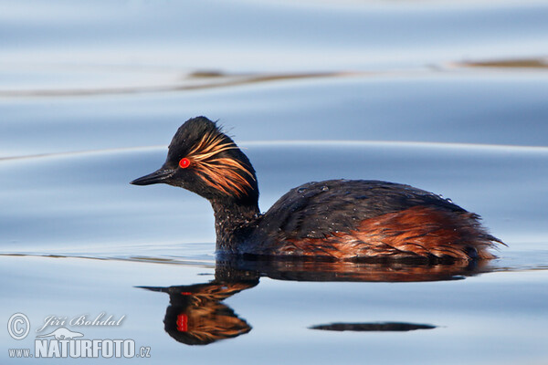 Black-necked Grebe (Podiceps nigricollis)