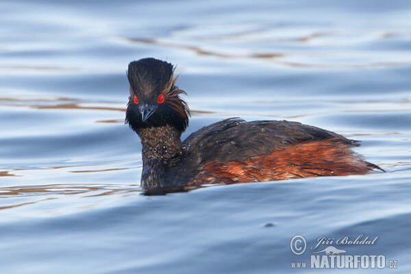 Black-necked Grebe (Podiceps nigricollis)