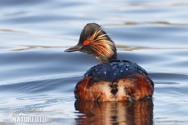 Black-necked Grebe (Podiceps nigricollis)