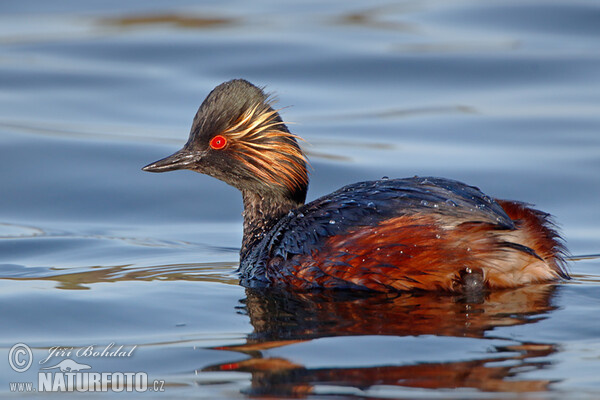 Black-necked Grebe (Podiceps nigricollis)