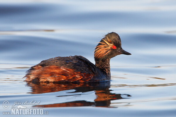 Black-necked Grebe (Podiceps nigricollis)