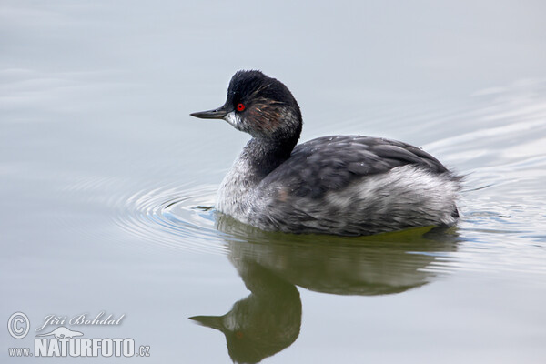 Black-necked Grebe (Podiceps nigricollis)