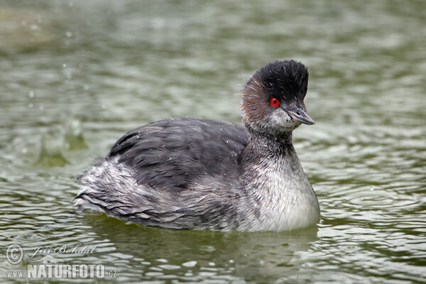 Black-necked Grebe (Podiceps nigricollis)