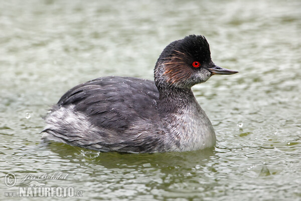 Black-necked Grebe (Podiceps nigricollis)