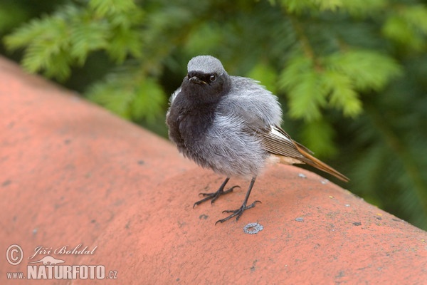 Black Redstart (Phoenicurus ochruros)