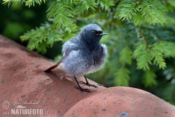 Black Redstart (Phoenicurus ochruros)