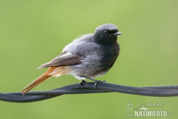 Black Redstart (Phoenicurus ochruros)