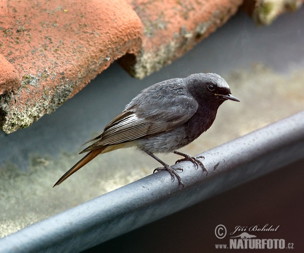 Black Redstart (Phoenicurus ochruros)