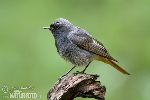 Black Redstart (Phoenicurus ochruros)