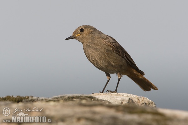 Black Redstart (Phoenicurus ochruros)