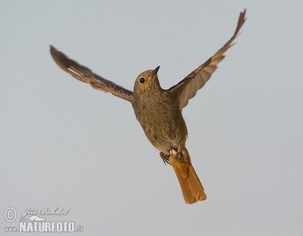 Black Redstart (Phoenicurus ochruros)