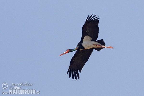 Black Stork (Ciconia nigra)