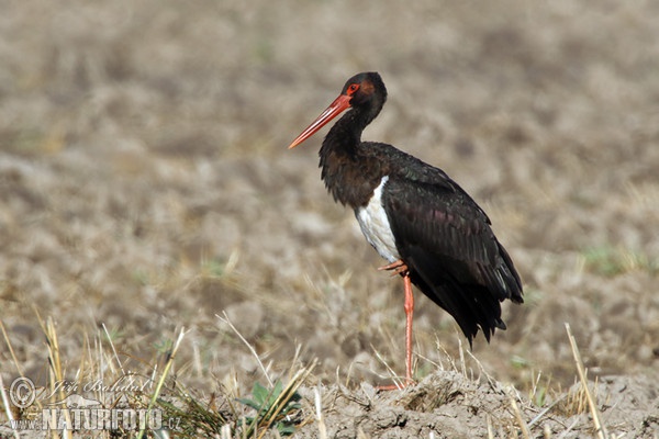 Black Stork (Ciconia nigra)