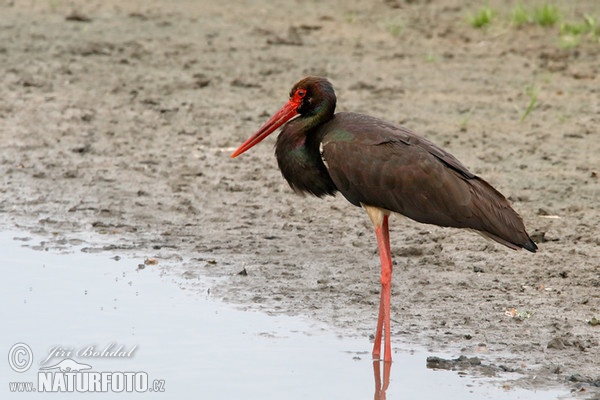 Black Stork (Ciconia nigra)