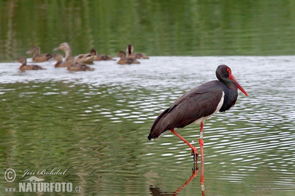 Black Stork (Ciconia nigra)