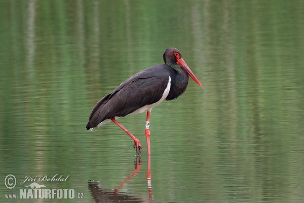 Black Stork (Ciconia nigra)