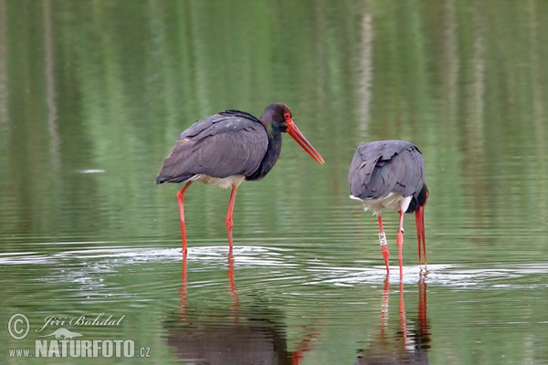 Black Stork (Ciconia nigra)