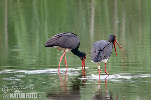 Black Stork (Ciconia nigra)