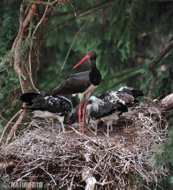 Black Stork (Ciconia nigra)