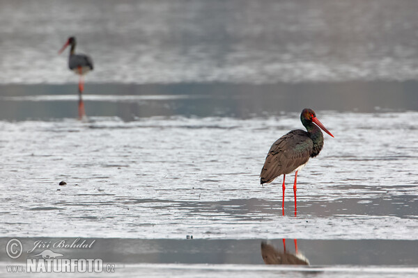 Black Stork (Ciconia nigra)