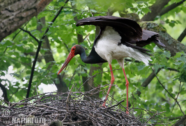 Black Stork (Ciconia nigra)