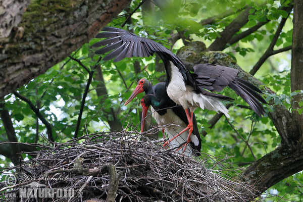 Black Stork (Ciconia nigra)