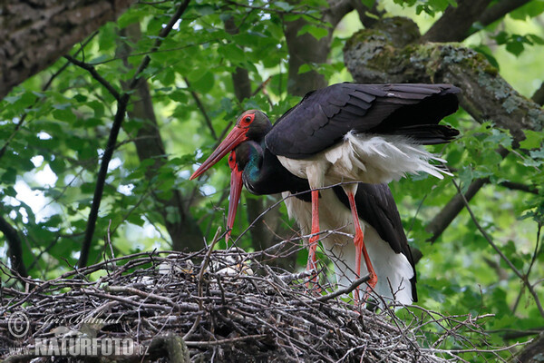 Black Stork (Ciconia nigra)