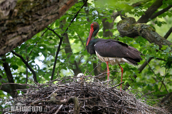 Black Stork (Ciconia nigra)