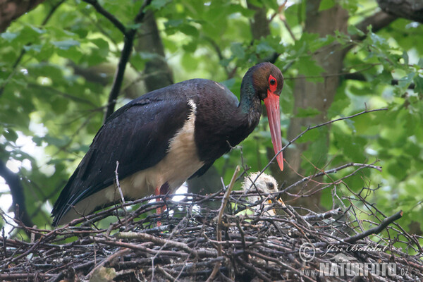 Black Stork (Ciconia nigra)